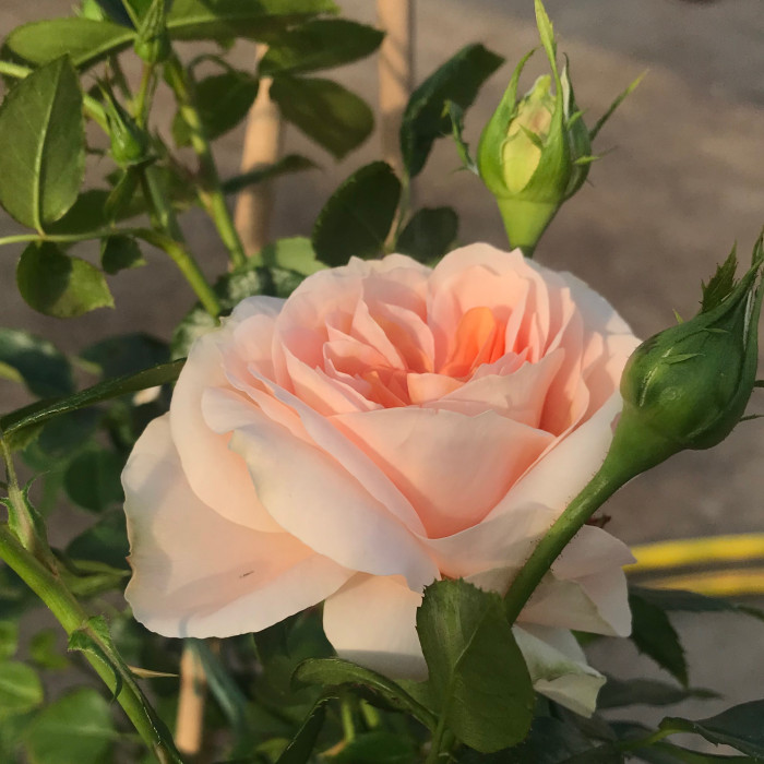 SANGERHAUSER JUBILAUMS-ROSE